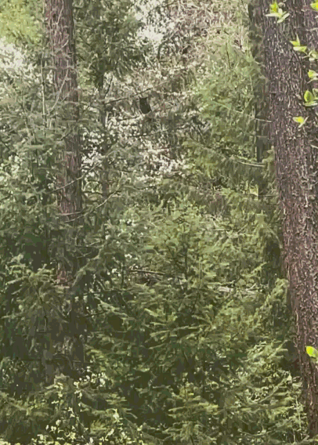 Recording 2026-04-20 185422.gif